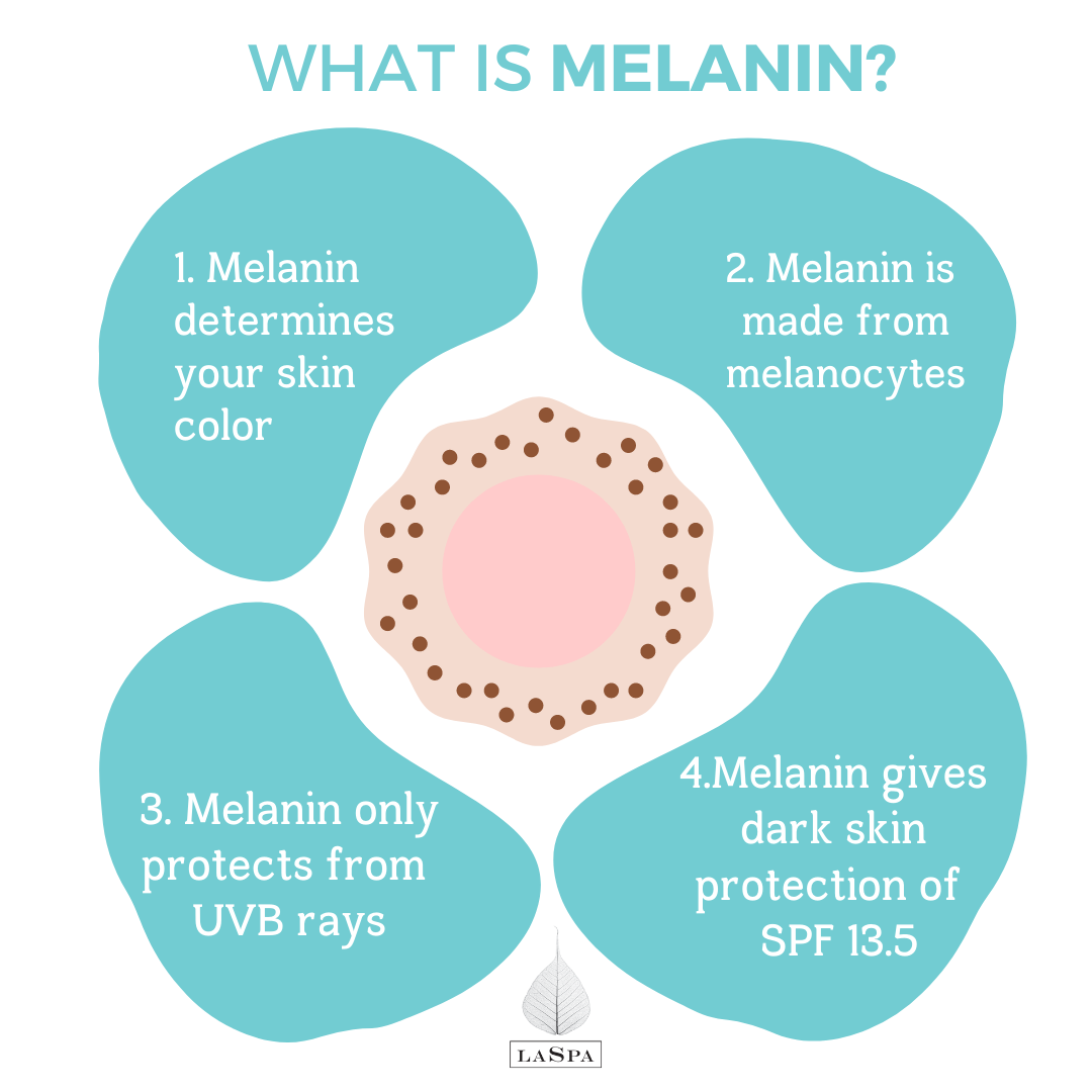 What is Melanin? Describes 4 uses of melanin